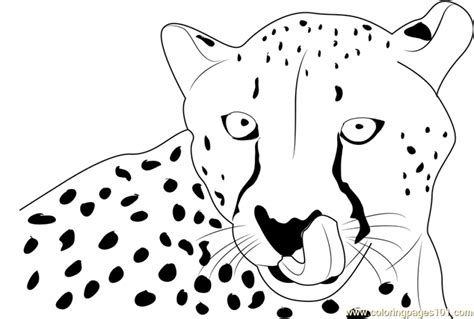 20 Free Printable Cheetah Coloring Pages