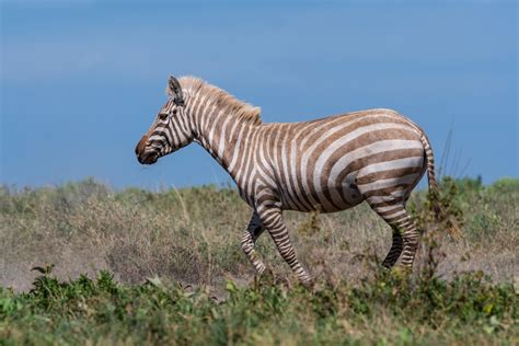 Extremely Rare Blonde Zebra Photographed