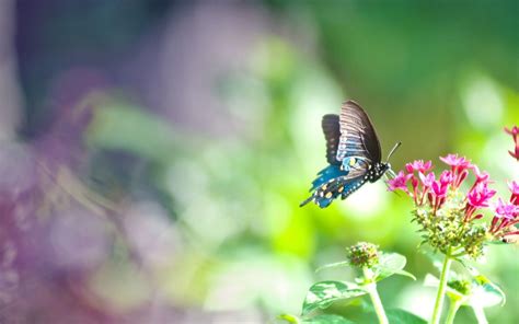 Cute Butterfly Wallpapers Wallpaper Cave