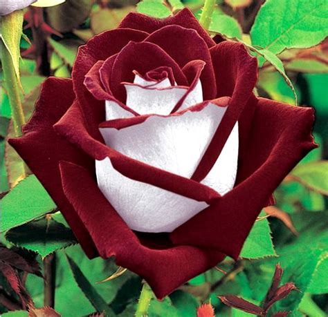 Better than any royalty free or stock photos. Osiria Rose Photo Gallery - Hard to Find Hybrid Tea Rose