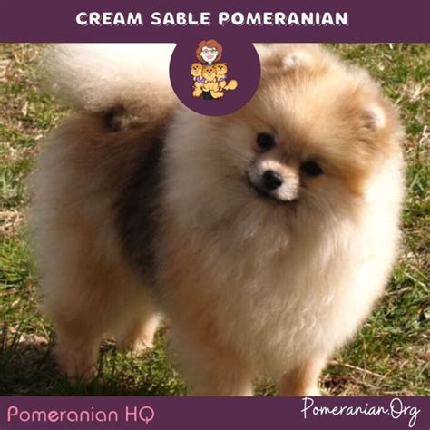 Learn The Important Facts About Sable Pomeranians And Puppies