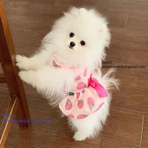Our services are designed with that goal in mind. Super TINY POMERANIAN PUPS Now Available FOR SALE ADOPTION ...