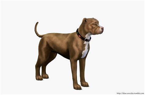 Blue Ancolia Brown Pitbull Makeover First Version Here Is