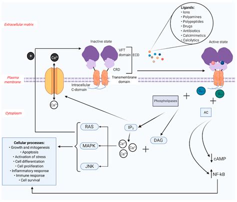 Ijms Free Full Text Calcium Sensing Receptor Casr Its Impact On