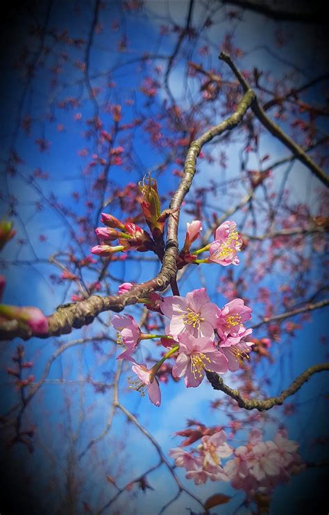 Spring has sprung | Spring has sprung, Spring, Photography