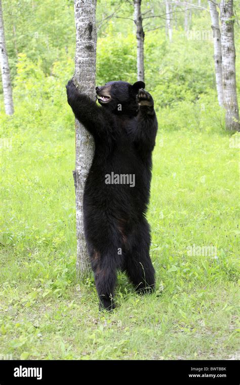 Aufrecht Stehend Standing Upright Bear Bears North America North