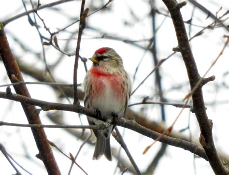 Free Images Branch Wildlife Beak Fauna Vertebrate Cardinal Old