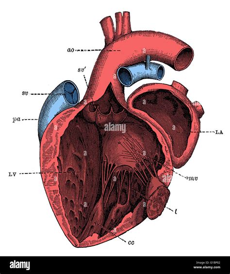 Dissection Of The Left Side Of A Humans Heart Showing Valves This