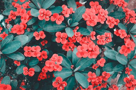 Free Images 4k Wallpaper Beautiful Bloom Blooming