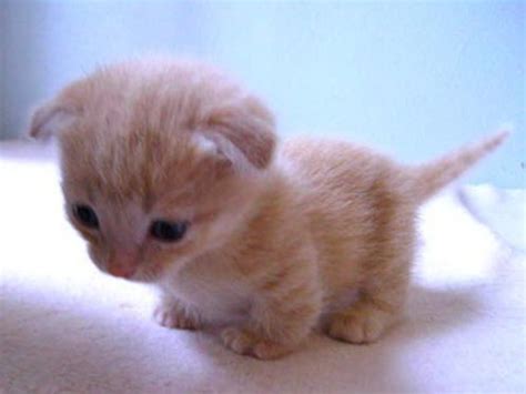 These free cat photos are purrfect. 21 Munchkin Kittens That Prove Size Doesn't Matter