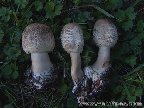 Chlorophyllum Olivieri Akansieni Natural Fungi In Finland