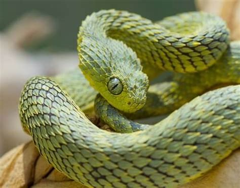 Estos son algunos ejemplos de animales anfibios que respiran por la piel: I 6 serpenti più colorati del mondo - I miei animali