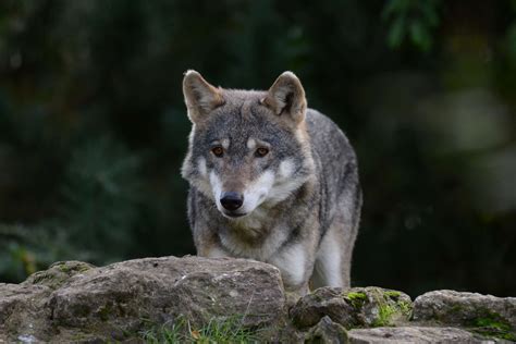 Meet The European Wolf Gray Wolves Paradise Wildlife Park