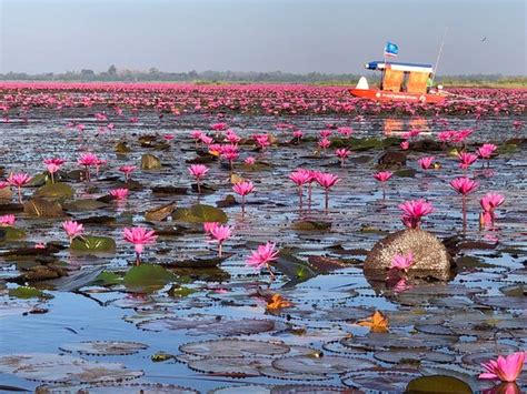 Red Lotus Lake Chiang Haeo 2020 Ce Quil Faut Savoir Pour Votre
