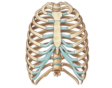 Note the anterior view of the thoracic cage above: anterior view of rib cage and sternum