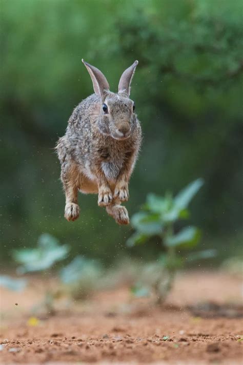Bouncing Bunny By Kurt Bowman 500px Animal Pictures Super Cute