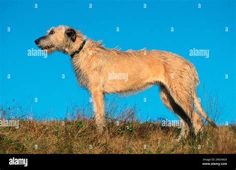 Irish Wolfhound Page Stock Photo Alamy