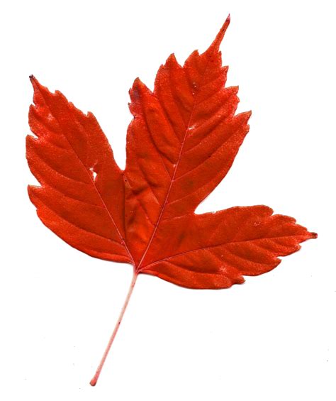 Red Maple Leaf Picture Free Photograph Photos Public Domain