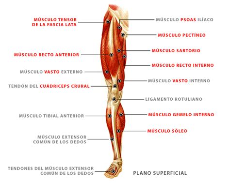 Anatomía De Los Músculos De Las Piernas Mt