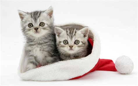 Cute Christmas Kittens Hd Desktop Wallpaper Widescreen High