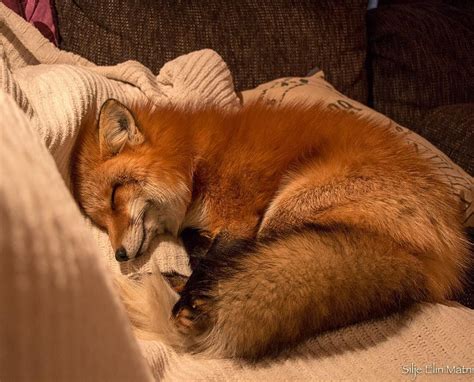 A Red Fox Curled Up Sleeping On A Couch