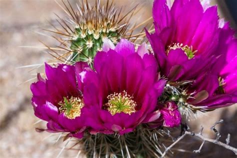 This guide also applies to thanksgiving and easter cacti, as long as you tweak the schedule to accommodate for the different flowering times. How Long Do Cactus Flowers Last? (And How to Get Blooms ...