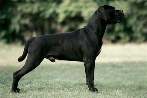 Cane Corso Dog Breed Information Health Appearance And Care