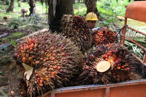 Petani kelapa sawit di kabupaten pasaman barat, sumatera barat (sumbar) menjerit dengan sementara itu, pengurus asosiasi petani kelapa sawit indonesia (apkasindo) pasaman barat, jasmir sikumbang sangat menyayangkan dengan. Harga Kelapa Sawit Sentuh Titik Tertinggi | Kaltim Post
