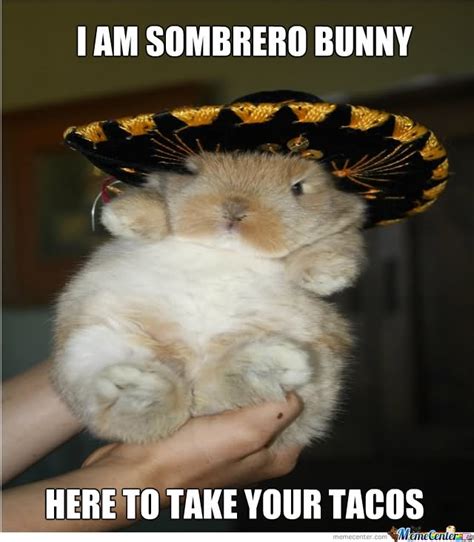 48 Very Funny Bunnies Meme Pictures Of All The Time