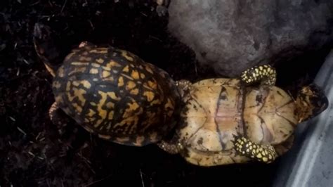 Eastern And Florida Box Turtles Mating YouTube