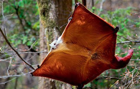 New Species Of A Giant Flying Squirrel Discovered In The Far East Of Russia