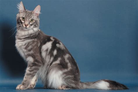 We did not find results for: 10 Gambar Kucing Anggora Lucu Terbaru - Kucing.co.id