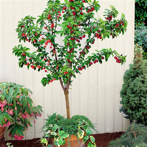 Buy Duo Cherry Tree Prunus Van Bigarreau Napoléon Hardy Plant