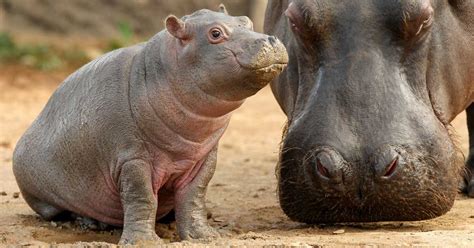 The toronto zoo's baby pygmy hippo just took a bath. Baby Pygmy Hippo Learning to Swim is Almost Too Cute to Watch