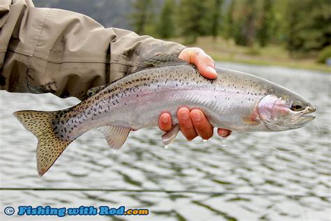 Another Beautiful Rainbow Trout From Onion Lake Fishing With Rod Blog