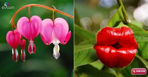 10 Loài Hoa đẹp Mà Kì Lạ Nhất Thế Giới