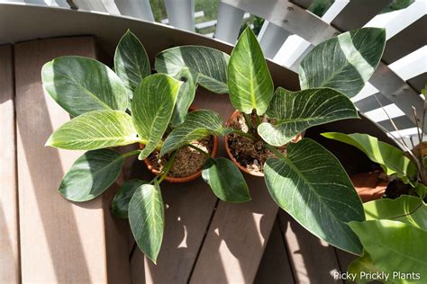 Propagating Philodendron 'Birkin' - Picky Prickly Plants