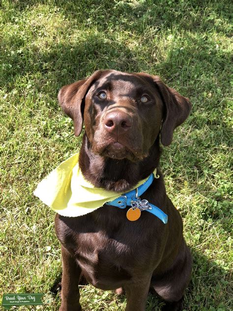 Train your labrador retriever to be exceptionally behaved using our #1 rated guide! Stud Dog - Chocolate male Labrador retriever - Breed Your Dog