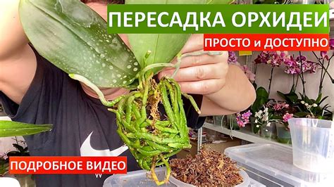 простая ПЕРЕСАДКА ОРХИДЕИ фаленопсис - YouTube