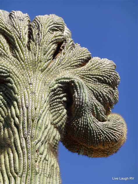 Saguaro Cactus | Live Laugh RV