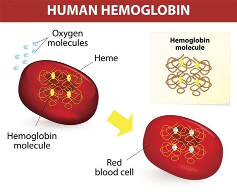 What Is Hemoglobin Facty Health
