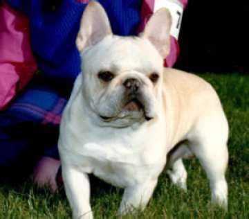 Any breeder can acquire those colors and breed them. AKC French Bulldog Breeders - Smokey Valley Kennel - Since ...