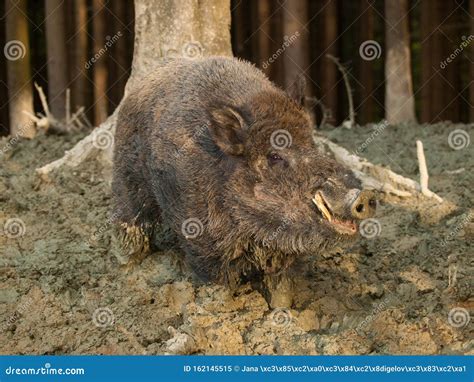 Sus Scrofa Scrofa Central European Boar In Forest Stock Image Image
