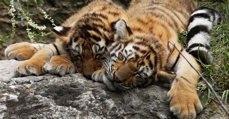 Tigon Cubs Baby Animal Zoo