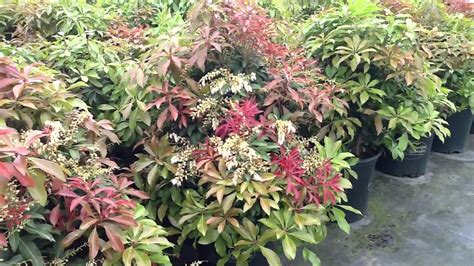 Pieris Mountain Fire Youtube