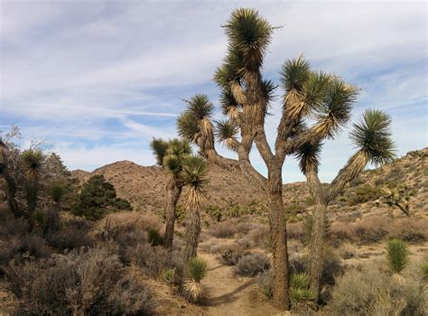 Fotos Gratis Paisaje árbol Naturaleza Césped Rock Desierto