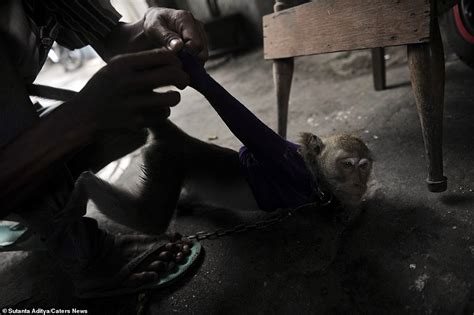 Monkeys Tortured For Tourists In Indonesia Daily Mail Online