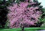 Redbud Flowering Tree