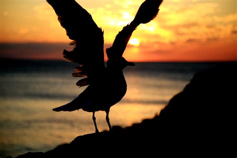 Free Images Beach Sea Coast Ocean Silhouette Bird Wing Cloud