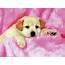 Cute Dog Wallpaper Little 10627  WallDiskPaper